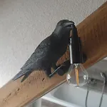 Seensucht&urlaubsträume, Seeadler Apartment *